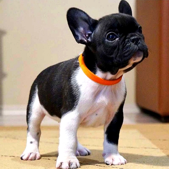 Christmas Tree Ornament Adorable French Bulldog Pup Figurine Red & White Scarf - Picture 11 of 16